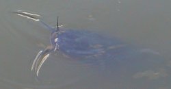 Clarias gariepinus