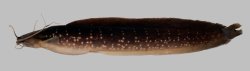 Clarias gracilentus - Click for species page