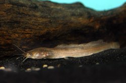 Clarias jaensis - Click for species page