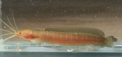 Clarias leiacanthus - Click for species data page