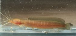 Clarias leiacanthus