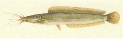 Clarias macrocephalus - Click for species page