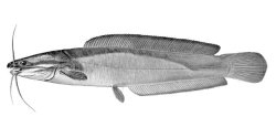 Clarias ngamensis - Click for species page