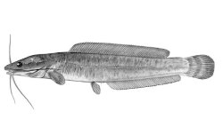 Clarias ngamensis