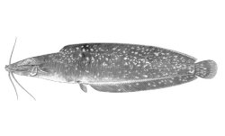 Clarias nigromarmoratus - Click for species data page