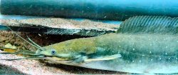 Clarias pachynema - Click for species page