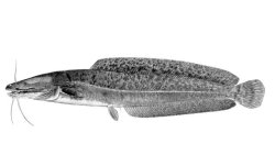 Clarias stappersii