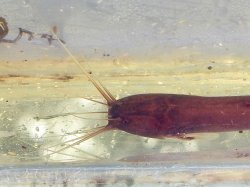 Encheloclarias medialis