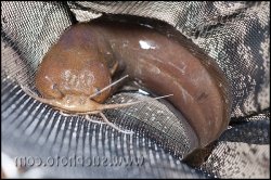 Tanganikallabes mortiauxi - Click for species page