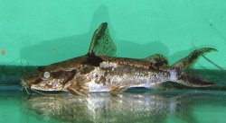 Amarginops ornatus