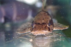 Amarginops ornatus