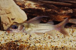 Chrysichthys auratus - Click for species page