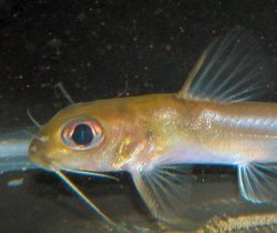 Chrysichthys auratus