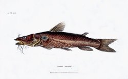 Chrysichthys cranchii - Click for species data page