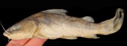 Chrysichthys laticeps - Click for species page