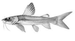 Chrysichthys macropterus - Click for species page