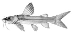 Chrysichthys macropterus