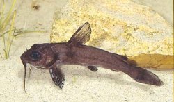 Chrysichthys maurus - Click for species page