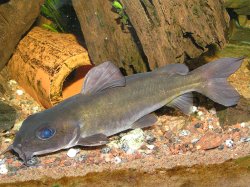 Chrysichthys nigrodigitatus - Click for species page