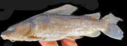 Chrysichthys thonneri - Click for species page
