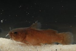 Lophiobagrus sp. (1) - Click for species page