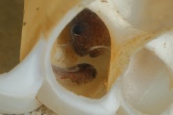 Lophiobagrus sp. (1)