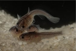 Lophiobagrus sp. (1)