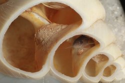 Lophiobagrus sp. (1)
