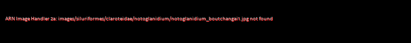 Notoglanidium boutchangai - Click for species data page