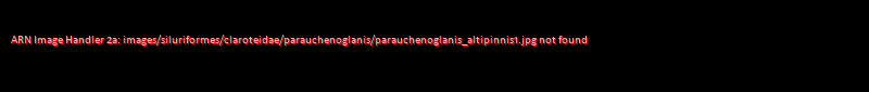 Parauchenoglanis altipinnis - Click for species data page