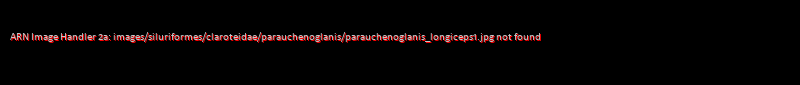 Parauchenoglanis longiceps - Click for species data page