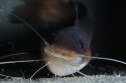 Phyllonemus filinemus