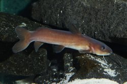 Phyllonemus typus - Click for species data page