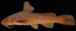 Diplomystes nahuelbutaensis - Click for species data page