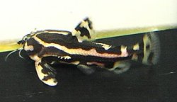 Acanthodoras sp. (2)