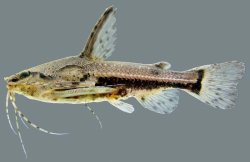 Amblydoras affinis - Click for species page