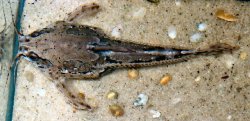 Amblydoras nauticus