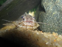 Amblydoras nauticus