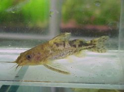 Franciscodoras marmoratus - Click for species page