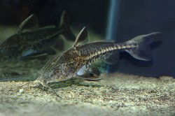 Oxydoras niger