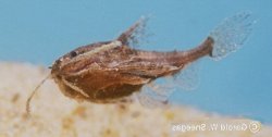 Physopyxis ananas