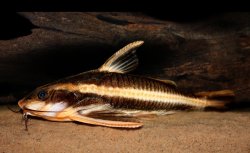 Platydoras armatulus