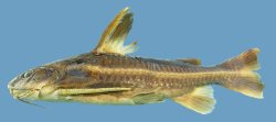 Platydoras brachylecis - Click for species data page