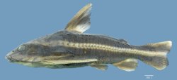 Platydoras hancockii - Click for species data page