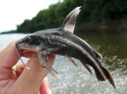 Platydoras hancockii