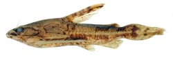 Scorpiodoras bolivarensis - Click for species page