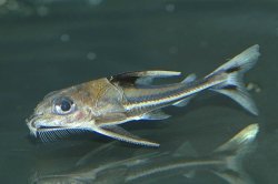 Tenellus leporhinus