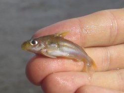 Trachydoras microstomus - Click for species data page