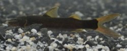 Cetopsorhamdia nasus