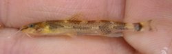 Imparfinis cf. stictonotus - Click for species page